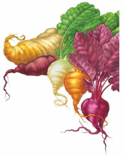 All About Growing Beets